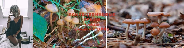 марихуана Дмитровск